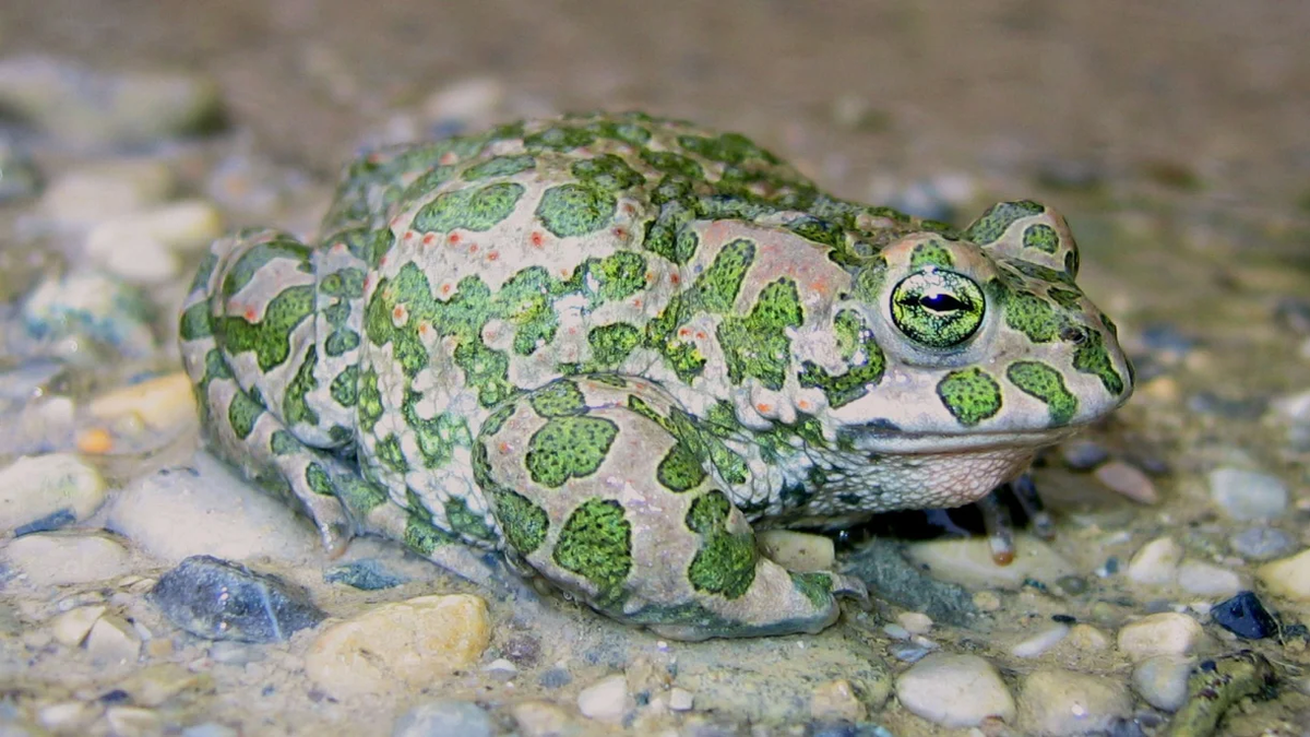 Зеленые жабы — строго охраняемый вид. В природе их осталось очень мало.