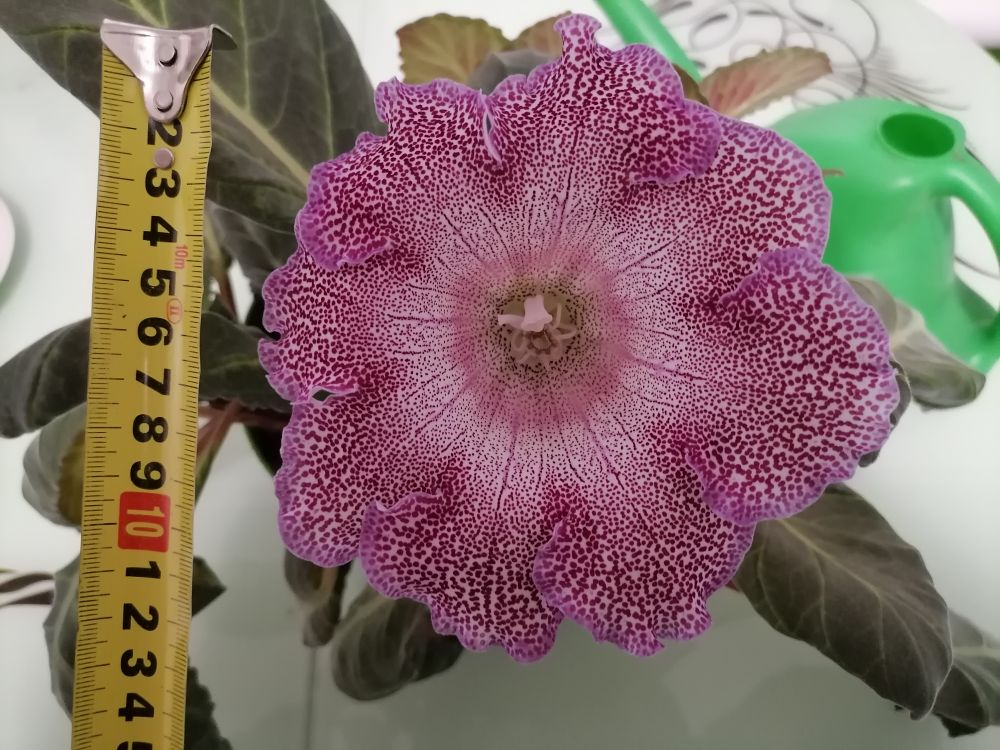 Видно, что не все благополучно с этой глокси - листья трубочкой, но цветок шикарен, фото автора