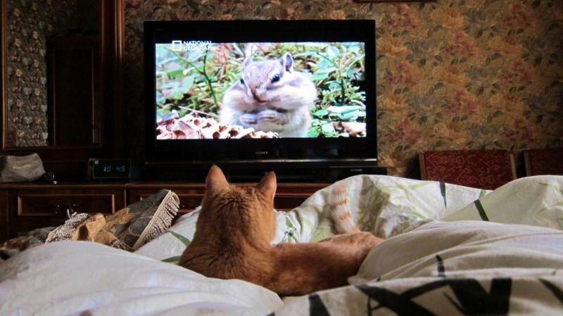 Смотрят кошки на экране. Кот и телевизор. Котик и телевизор. Кот перед телевизором. Кошка на телевизоре.