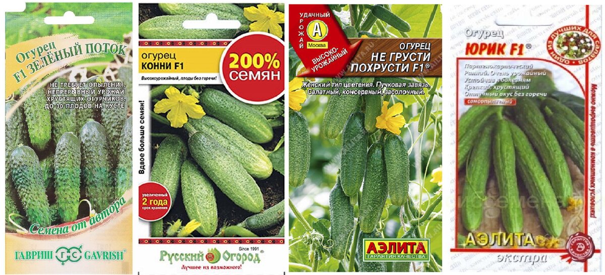 Мои огурцы на сезон 2022