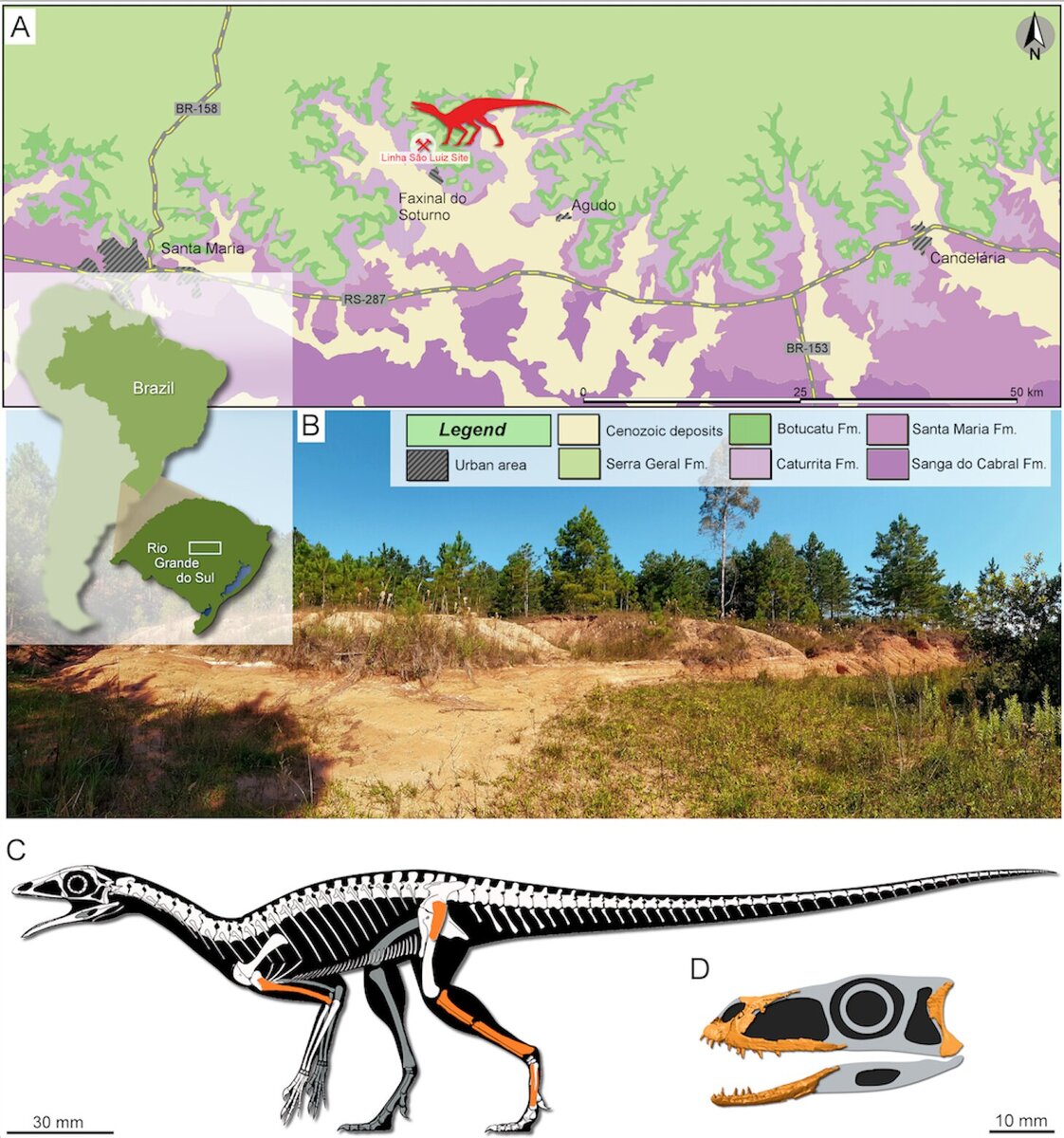 A: карта с указанием места, где были найдены окаменелости; B: фотография обнажения, где были собраны окаменелости; C: Реконструкция скелета Faxinalipterus minimus; D: Реконструкция черепа Maehary bonapartei.