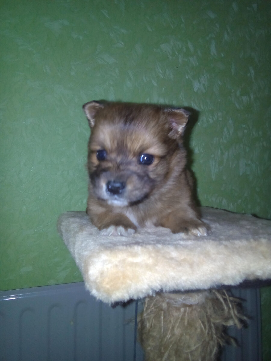 Вот такой малыш 