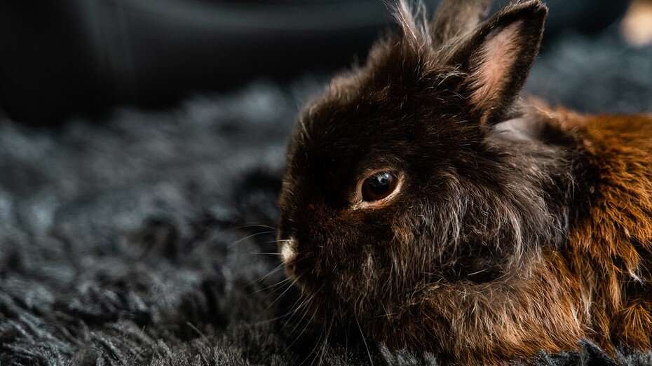     Источник: Unsplash (@bastien_plu_photographe)