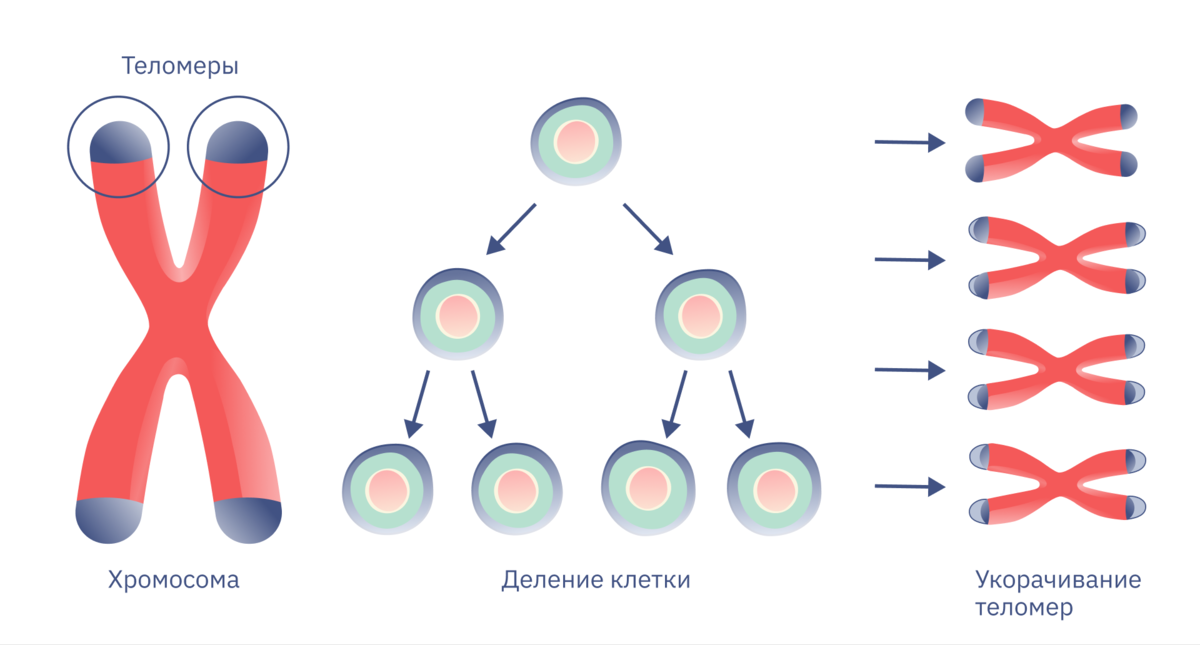 Укорачивание теломер во время деления клетки