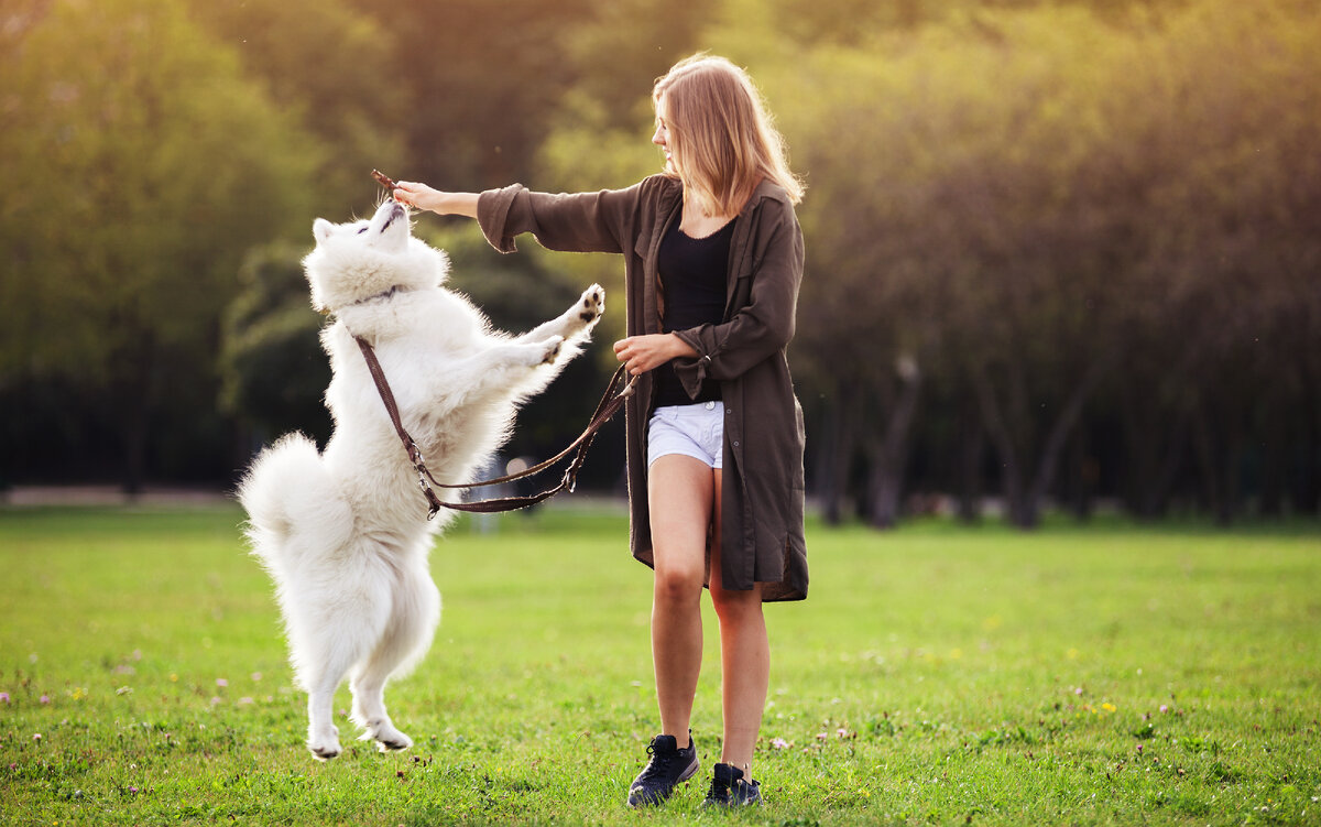 Cute girl dog. Дрессировка самоеда. Самоед с человеком. Самоед на прогулке. Дрессировка собакой самоед.
