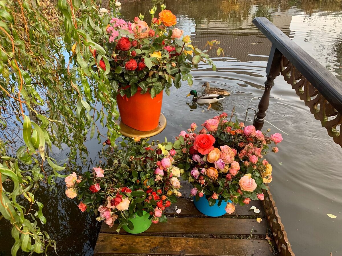 Сад семьи Малышевых