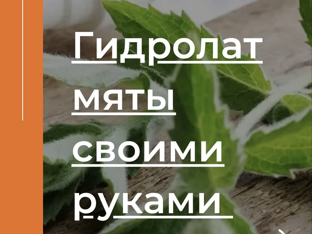 как сделать гидролат мяты