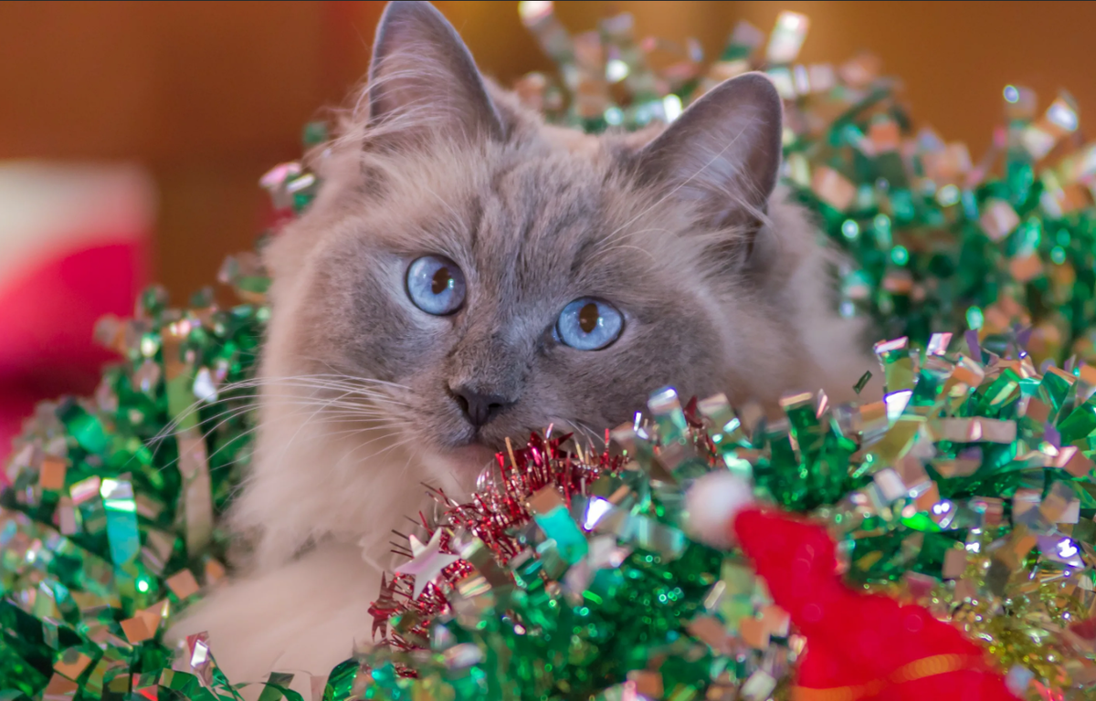 «На Новый год кошкам стоит дарить лакомство, специальные конфетки и колбаски, но не увлекаться.