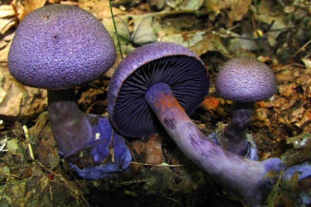    Паутинник фиолетовый, гриб из рода Паутинник семейства Паутинниковые (Cortinariaceae). Занесён в Красную книгу России. Фото: Commons.wikimedia.org