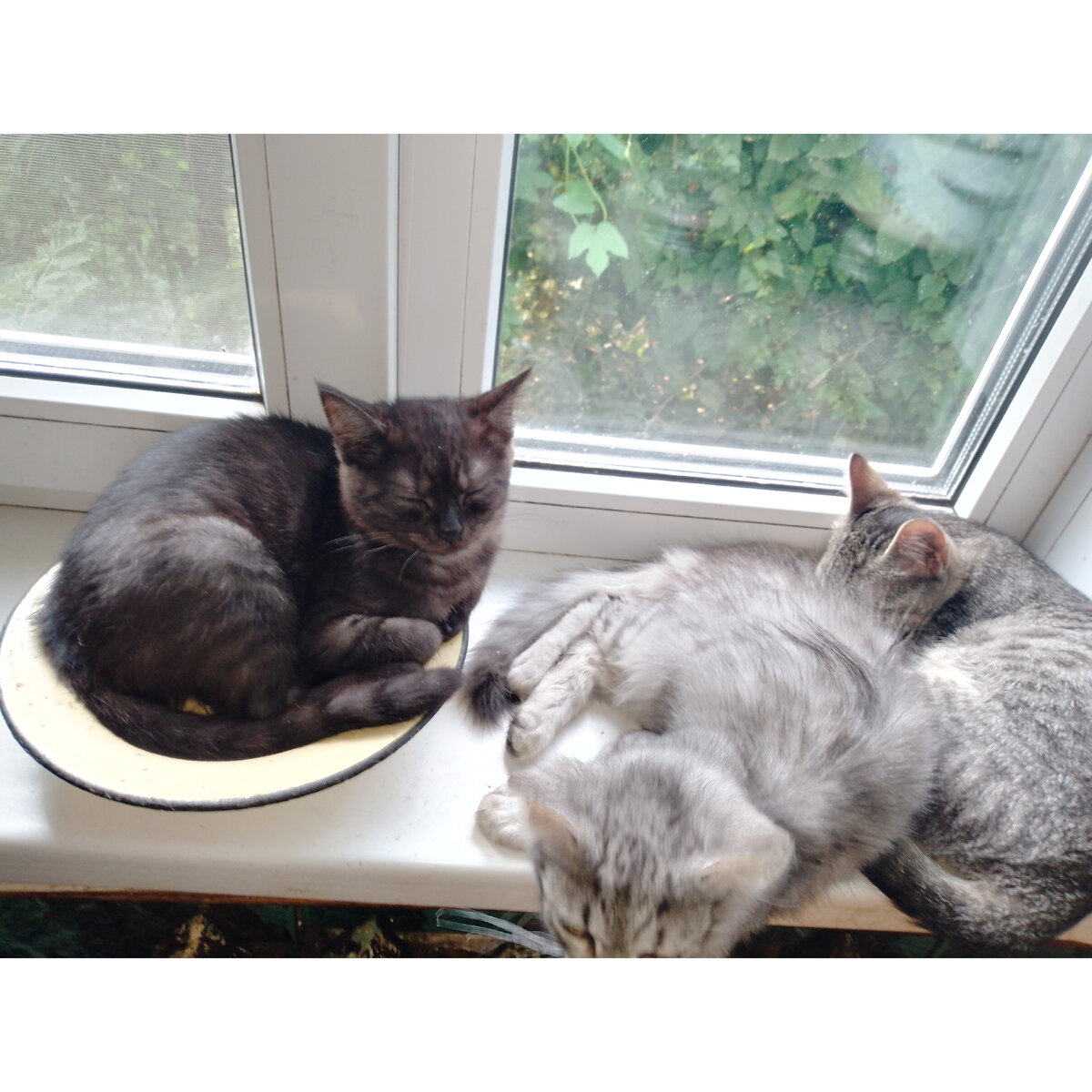 Только поели. 