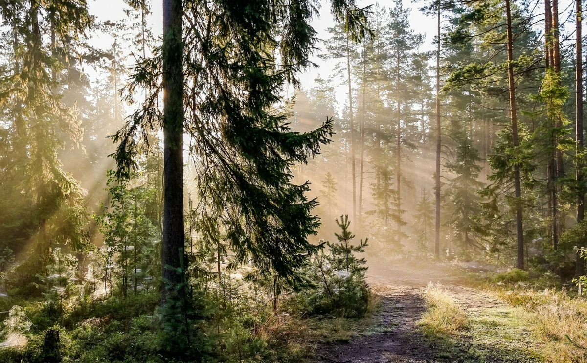 Яндекс картинки