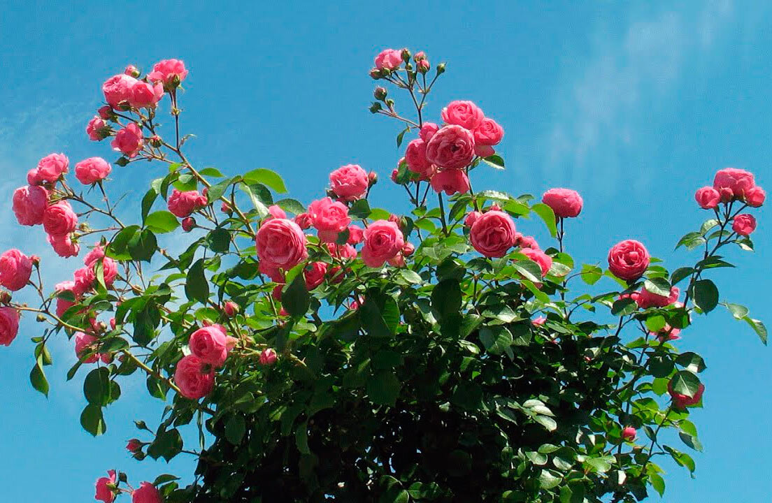 ТОП 10 советов по выращивании роз в горшках и контейнерах | Полезные статьи на блоге GradinaMax