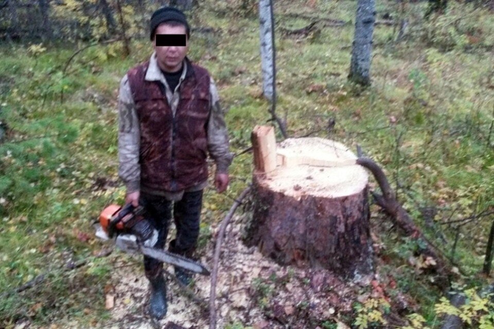 Дерева тут не было, а я просто гуляю... 