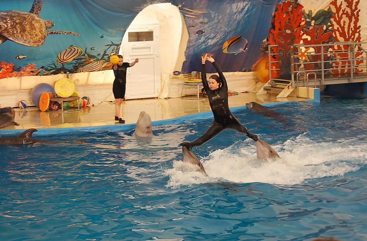 Океанариум анапа. Ocean Park Анапа. Океан парк Анапа океанариум. Анапа что посмотреть куда сходить самостоятельно дельфинарий. Анапа куда сходить что посмотреть? Океанариум.