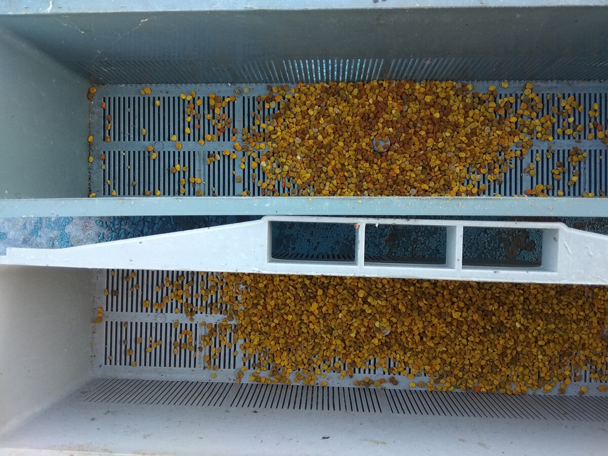 Сотохранилище для пчел. Пчела с пыльцой. Сбор пыльцы пчелами. Сбор сосновой пыльцы. Пыльцесборник пеноулик.