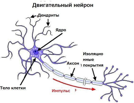 [caption id="attachment_642" align="aligncenter" width="564"] Строение двигательного нейрона[/caption]