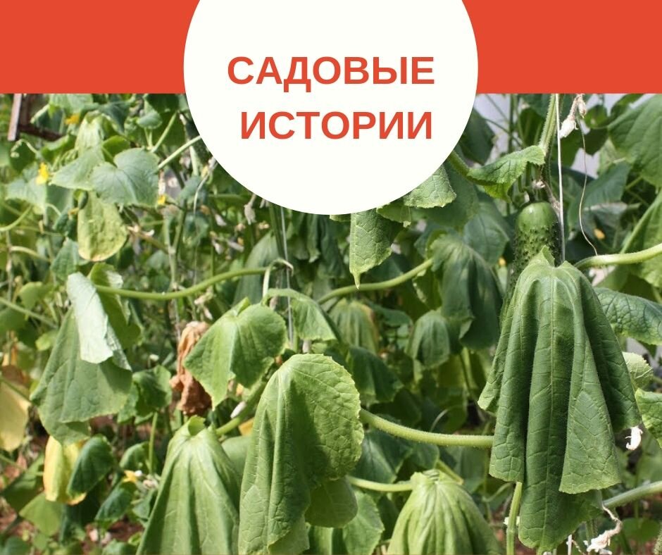 фото из свободного источника