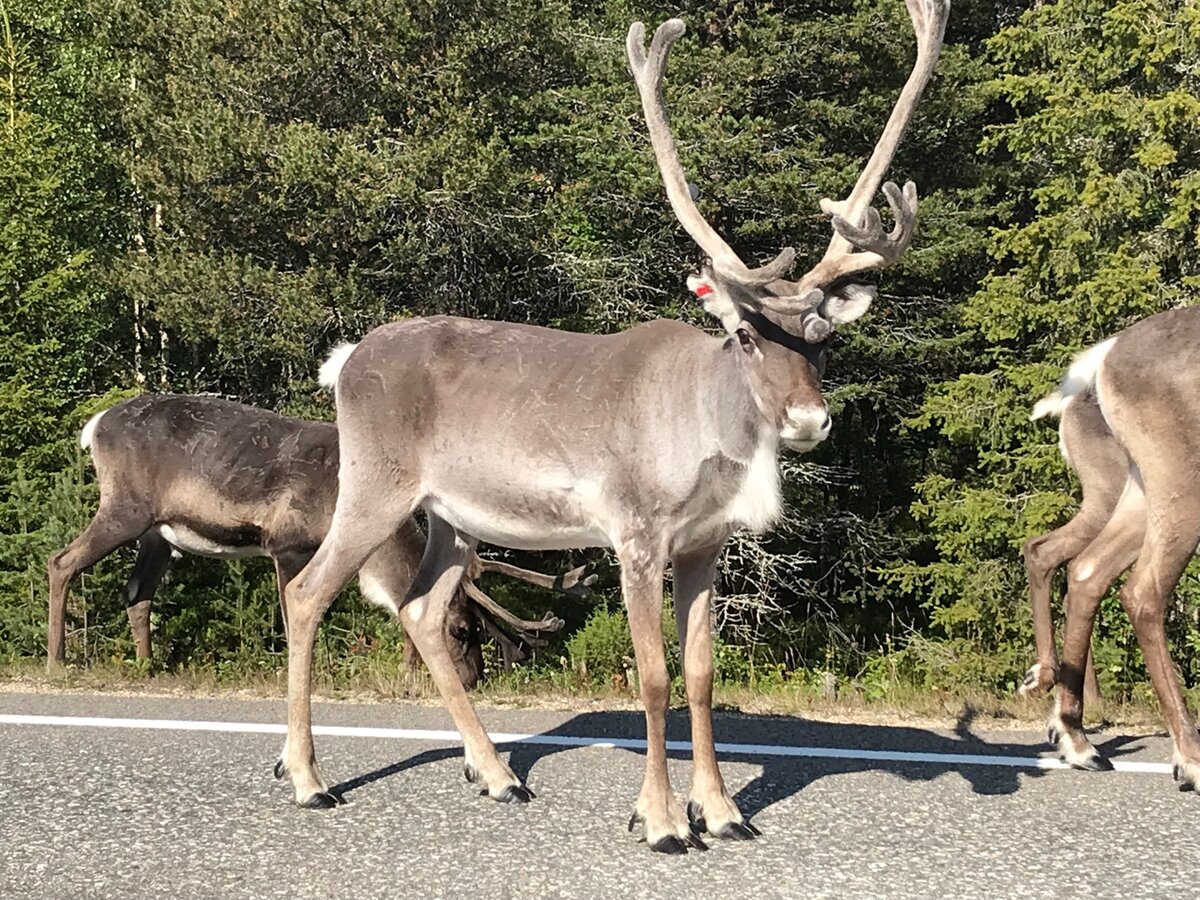 Олени у трассы в Швеции