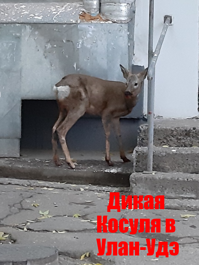 07.10.2019 г. В г. Улан-Удэ из леса выбежала Косуля. Испуганное животное бегала по железнодорожному району. В 18:00 ее удалось поймать. Волонтеры увезли ее в Ветеринарную клинику где ее там осмотрят примут все необходимые меры и отпустят в лес.