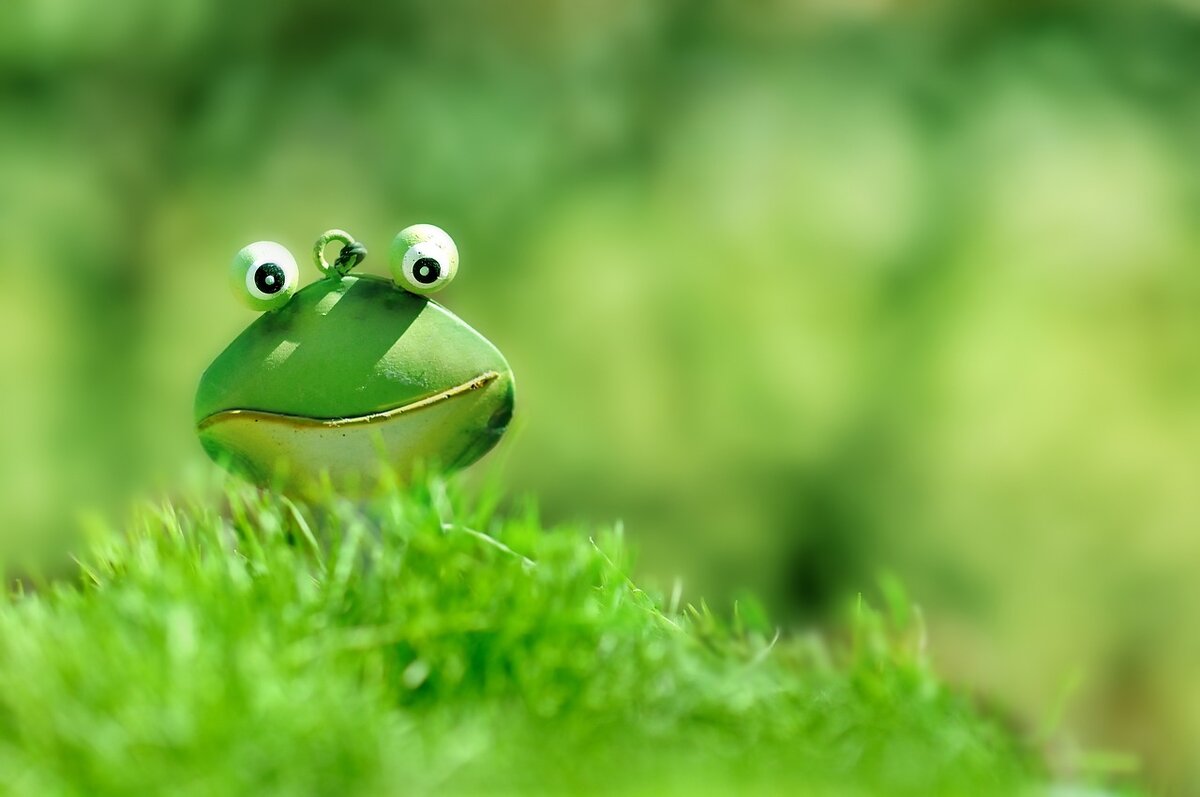 https://pixabay.com/photos/frog-green-green-frog-grass-1788178/