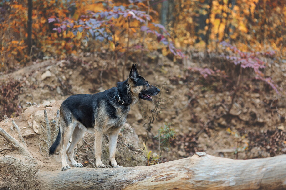 Знакомимся - это Стиг.