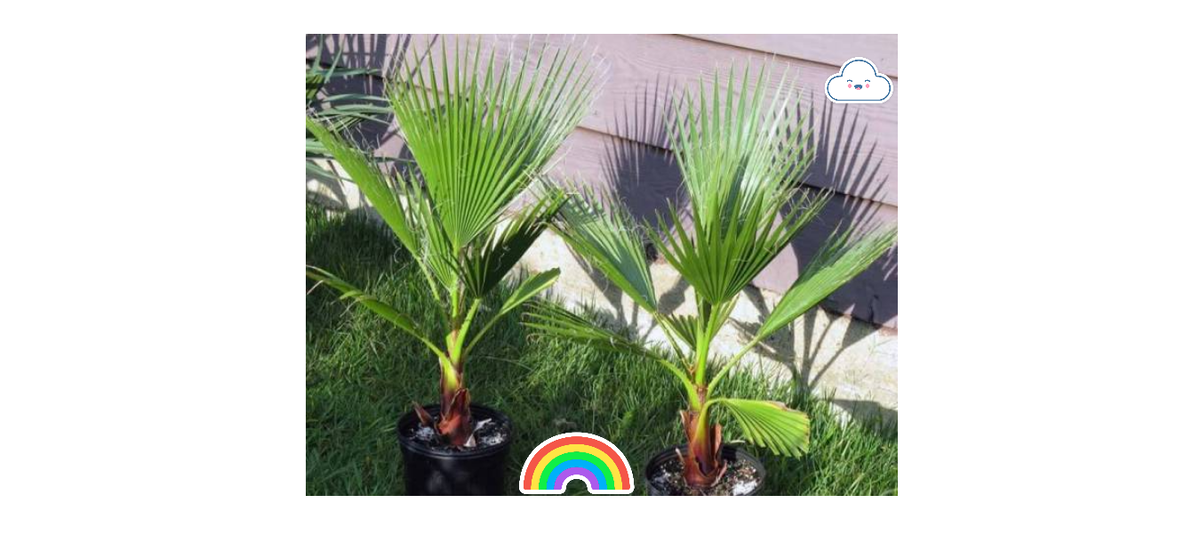 Вашингтонии.