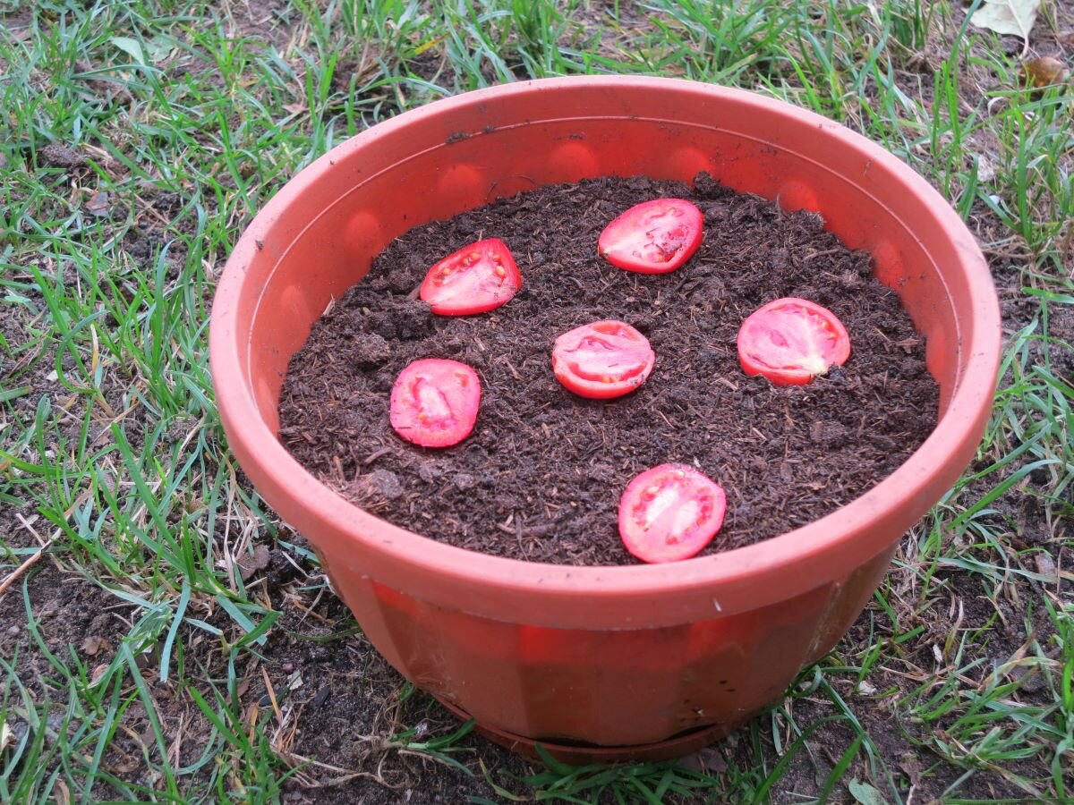 Помидоры под зиму. Садим томаты под зиму. Китайский способ выращивания томатов. Сеем помидоры под зиму в открытый. Посадка помидор под зиму.