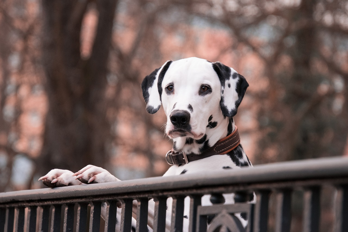 https://cdn.pixabay.com/photo/2018/03/08/23/14/dalmatians-3210166_1280.jpg
