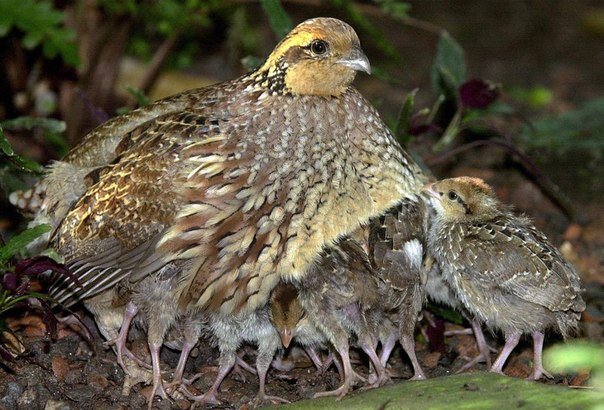 Фото из открытого источника.