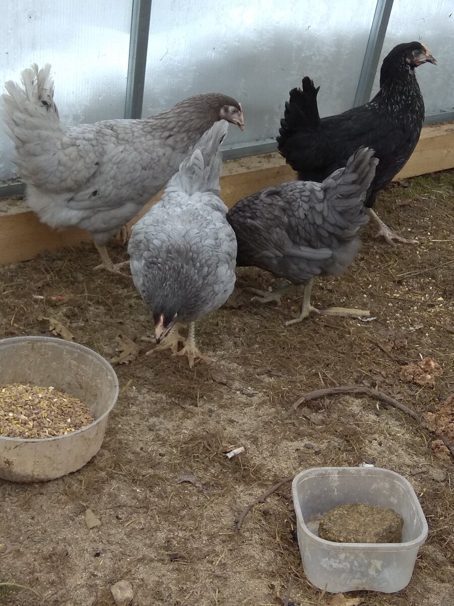 От светлой до черной