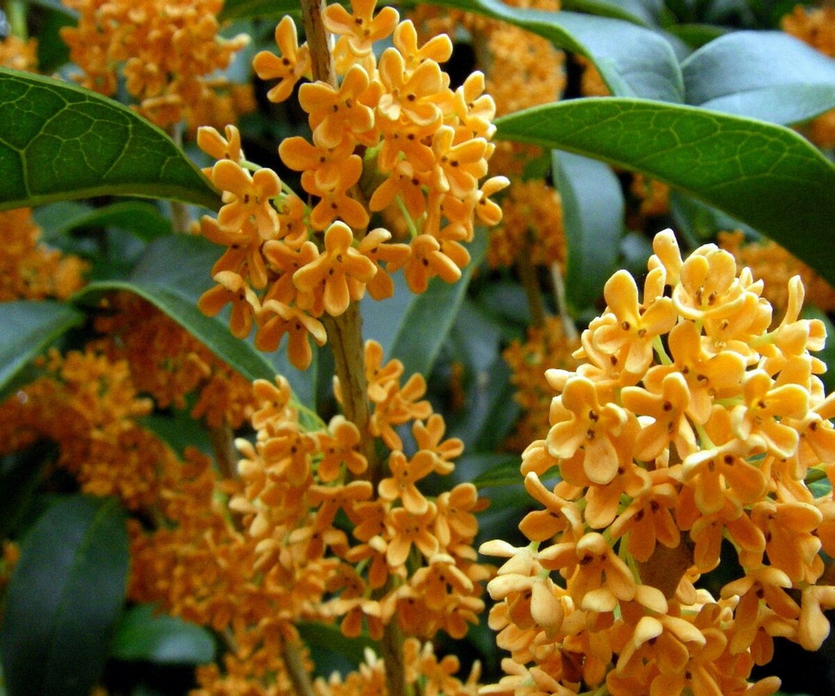 Османтус fragrans