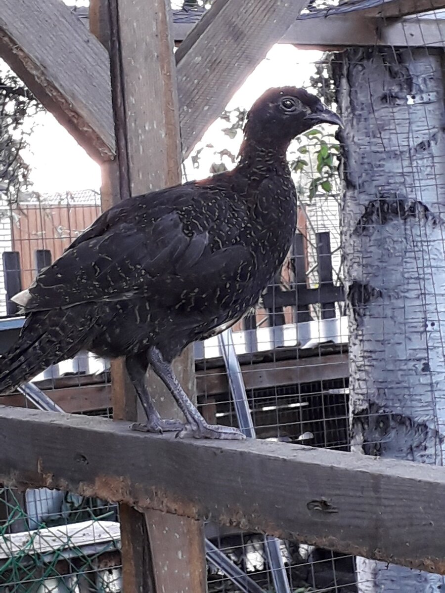 Мои черные фазаны, любимчики!