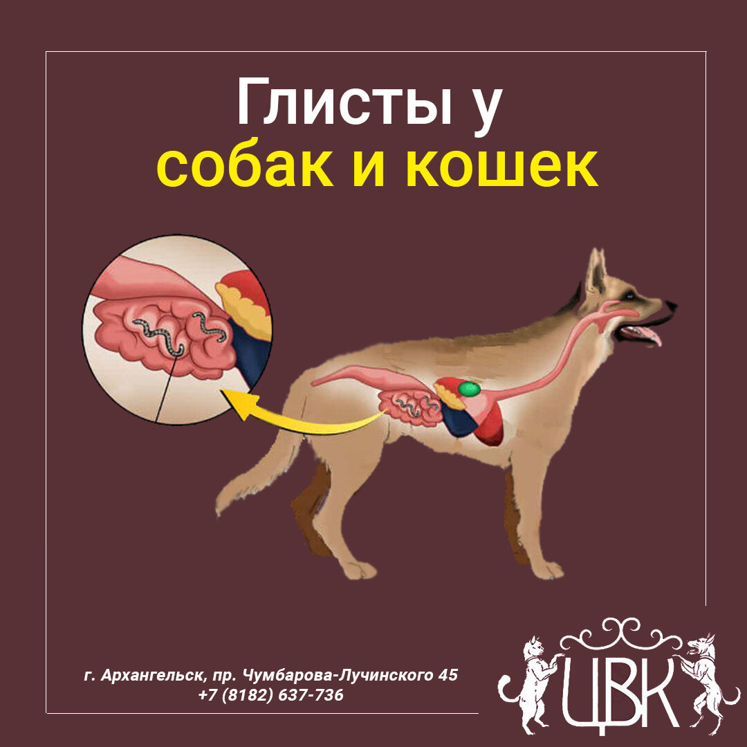 Глисты у собаки виды с картинкой