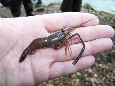 Фото взято из общего доступа.