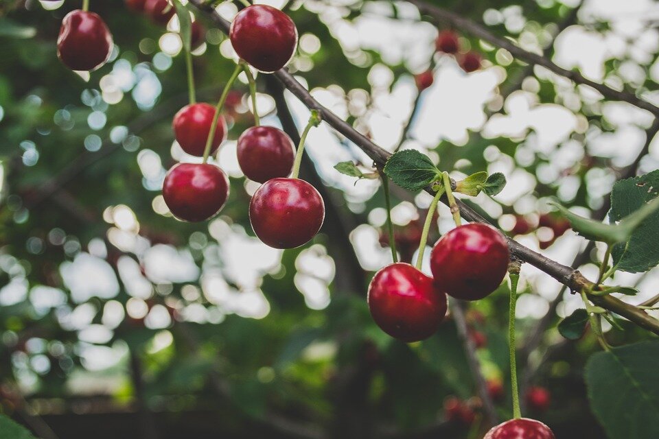  https://pixabay.com/photos/cherries-fruit-tree-harvest-839864/ 