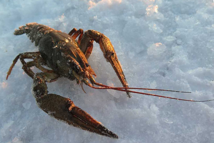 Рак на льду