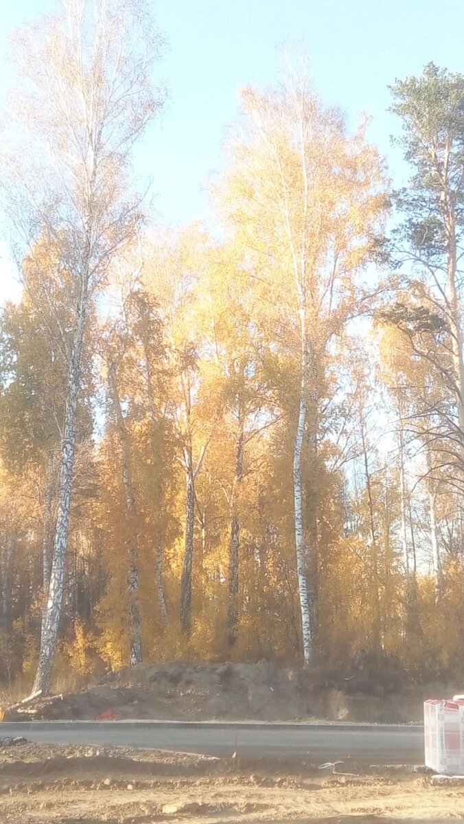 Береза - дерево капризное, в ветвях которого могут прятаться духи. Поэтому возле дома не высаживали (фото из личного архива)