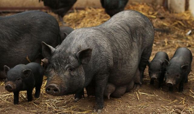 Определение целей разведения