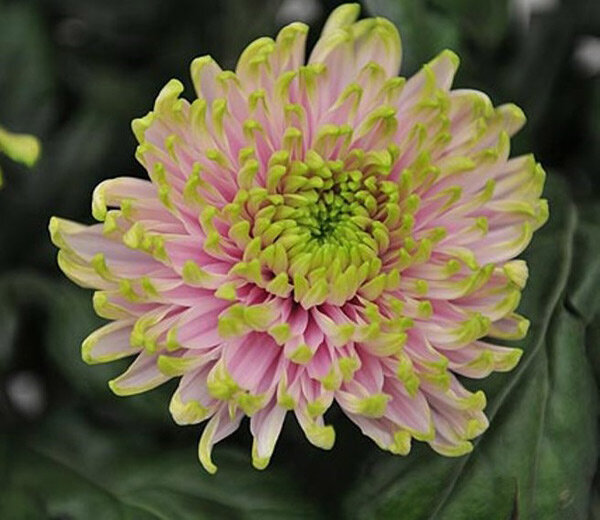 Доставка на дом цветов лучших сортов хризантем позволит завоевать сердце любимой.