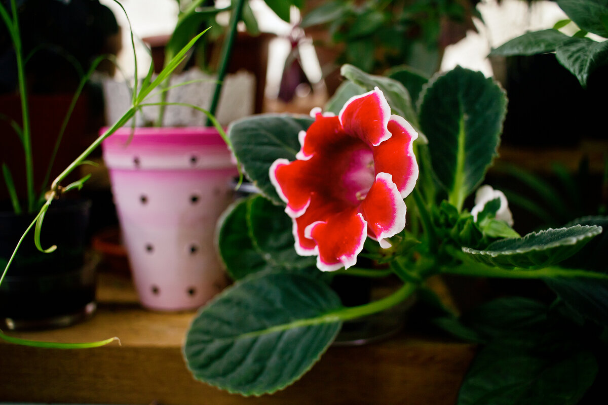 красная аванти