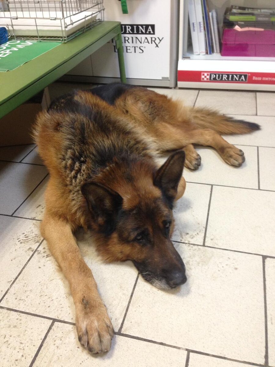 Найденный пёс в клинике.