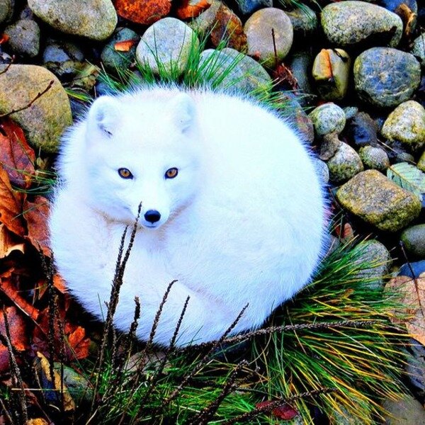 pinterest.com/pin/ATLN5L28FlOJBqaEkYM3mkexDV5YKXSz3BiwUlEj9zTIwi24vsaRruc/