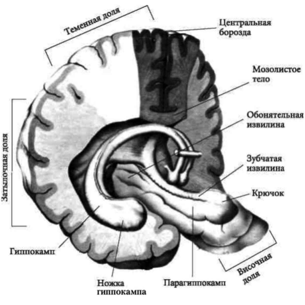 Яндекс картинки