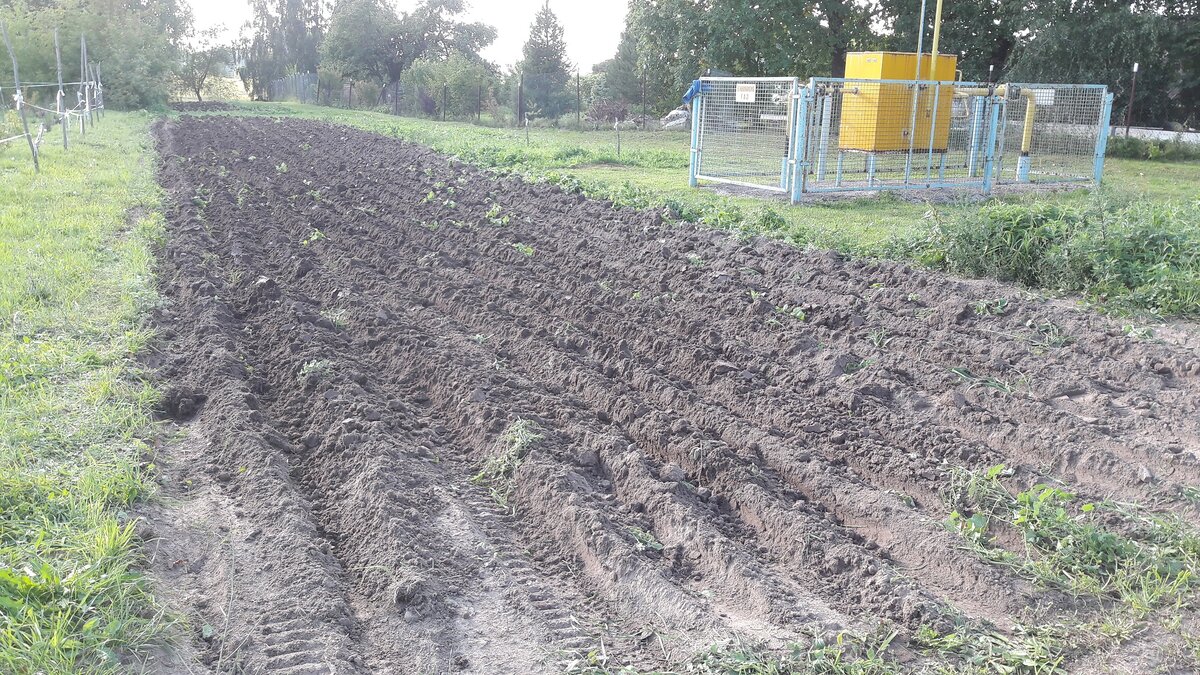 Вспаханная ППП. На первый взгляд всё хорошо, но непропаханные участки скрыты отваленной землёй... 