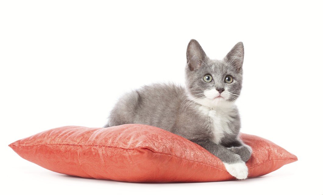 Даже у котика есть подушечка