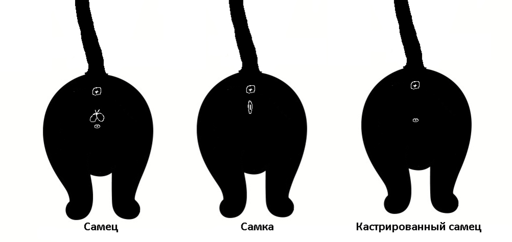 Кастрация котов - за и против