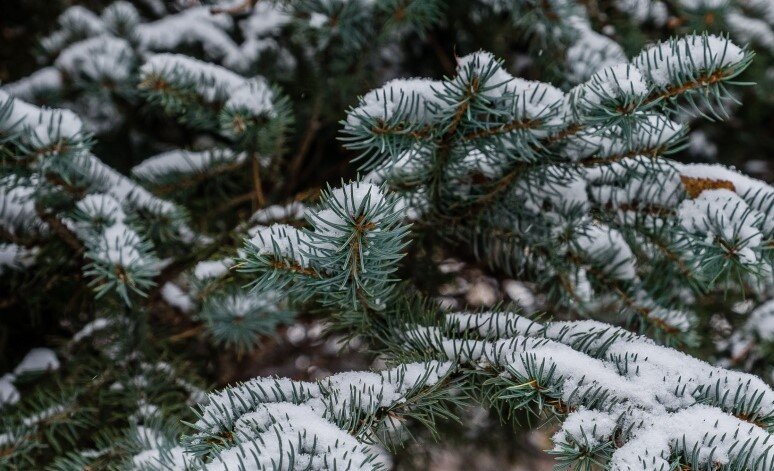 фото яндекс картинки