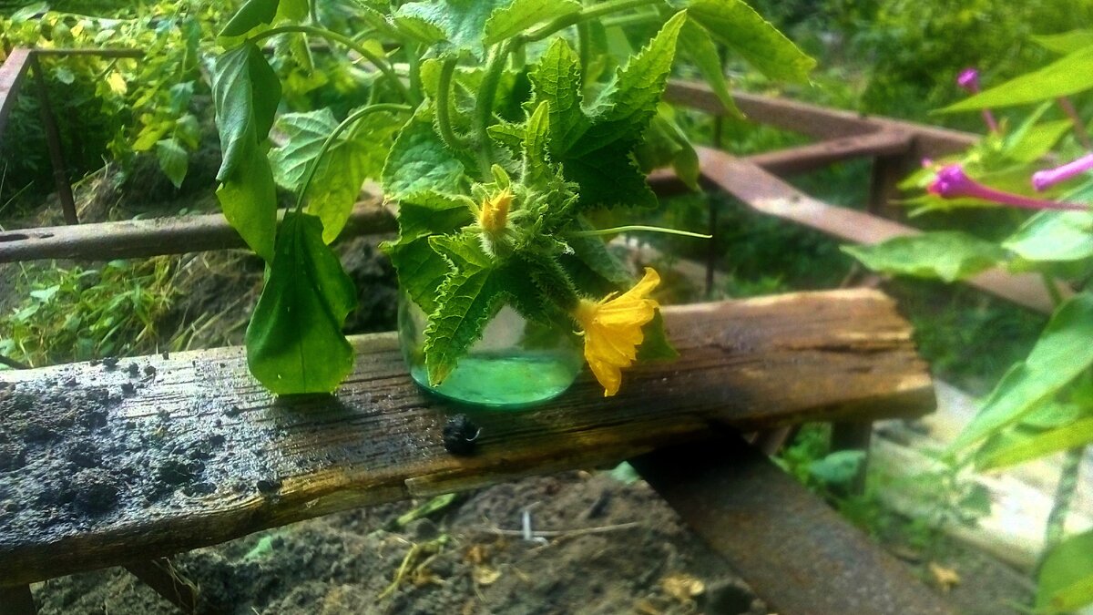 черенки огурцов, как много осталось за кадром... лето 2019