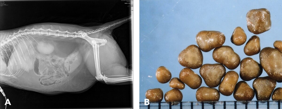 Боковая рентгенограмма 6-летней стерилизованной самки короткошерстной кошки с множественными струвитными цистолитами (Шкала, 1 деление = 1 мм). Источник https://todaysveterinarypractice.com/feline-struvite-calcium-oxalate-urolithiasis/