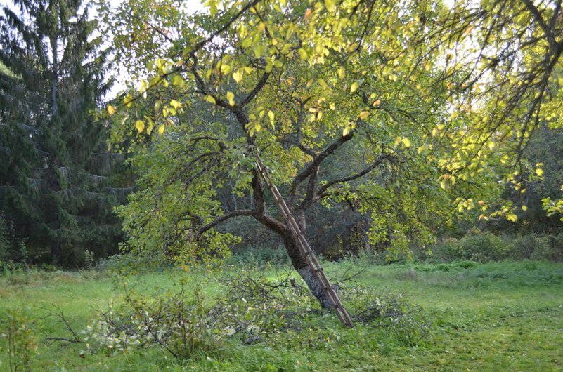 Прореживание кроны у яблони. 